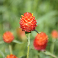 Thumbnail for Seminte flori Gomfrena (Gomphrena globosa) portocalie 0.15g