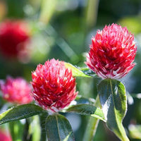 Thumbnail for Seminte flori Gomfrena (Gomphrena globosa) rosie 0.15g