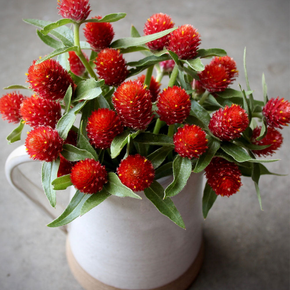 Seminte flori Gomfrena (Gomphrena globosa) rosie 0.15g