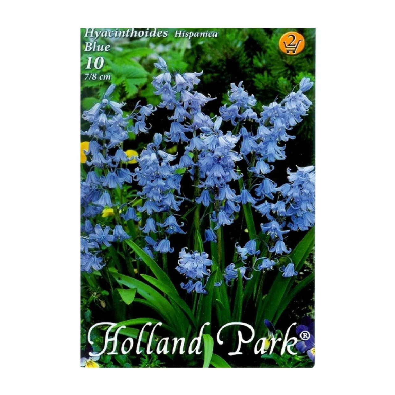 Bulbi Hyacinthoides hispanica albastru 10 buc