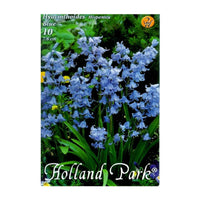 Thumbnail for Bulbi Hyacinthoides hispanica albastru 10 buc