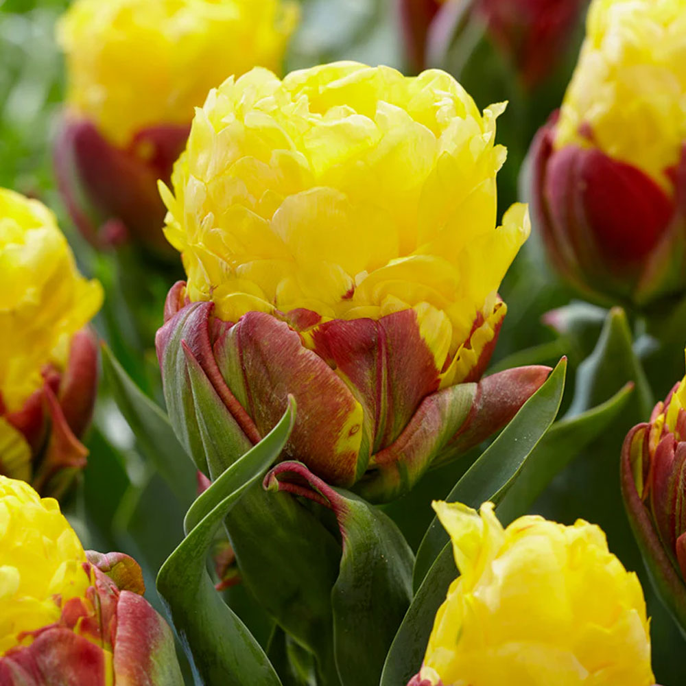 Bulbi Lalele Ice Cream Banana 3 buc