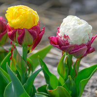 Thumbnail for Bulbi Lalele Ice Cream Coctail 4 buc