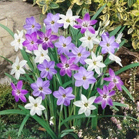 Thumbnail for Bulbi Ipheon Mix 10 buc