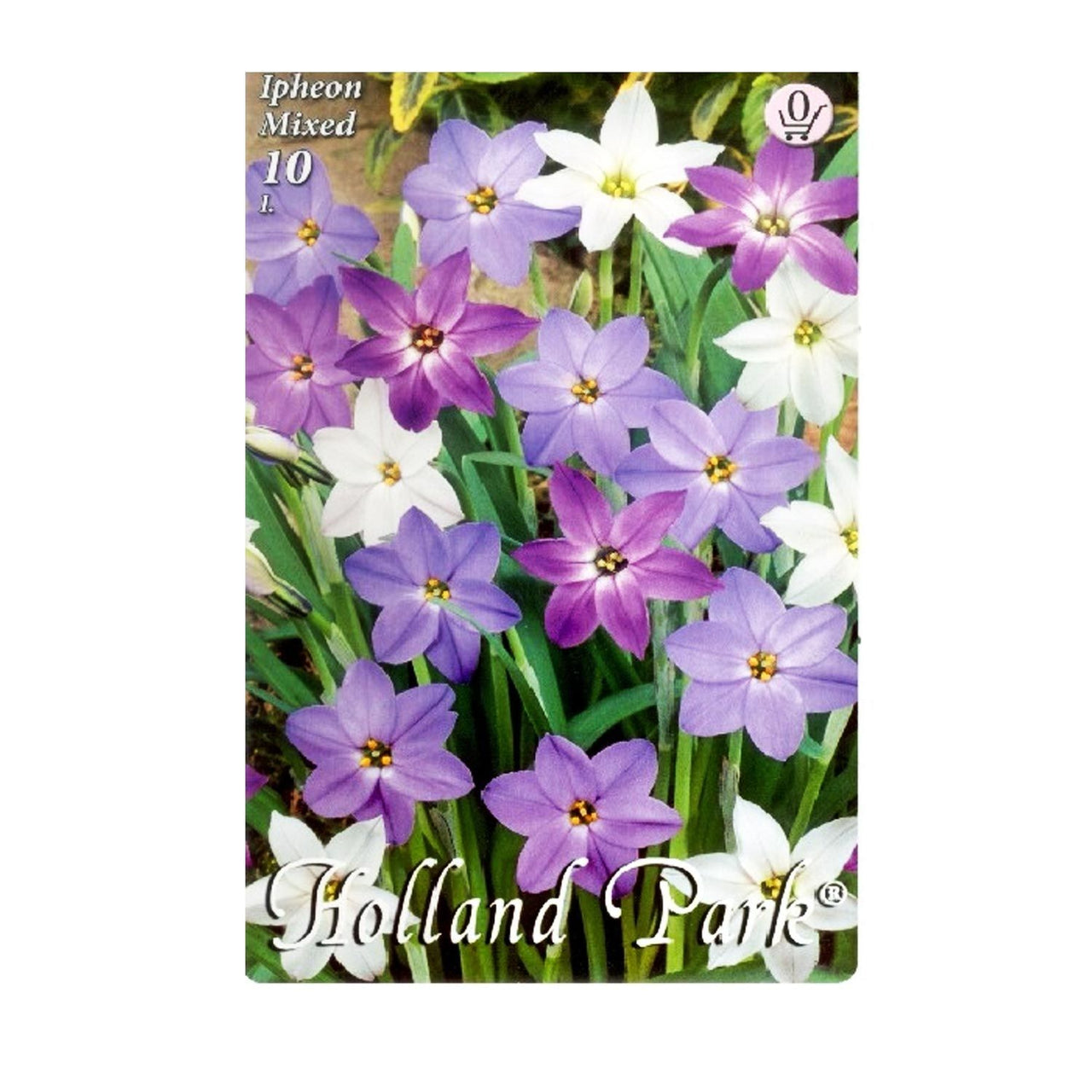 Bulbi Ipheon Mix 10 buc