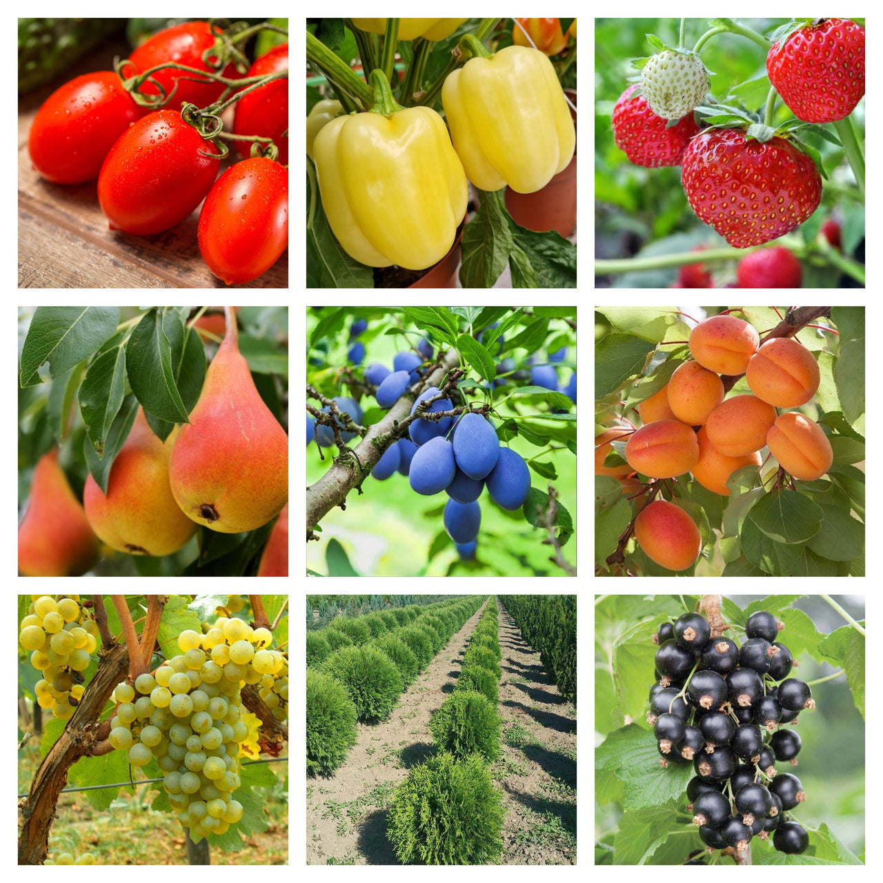 Biostimulator Kinactiv root (40ml, 400ml, 1L)