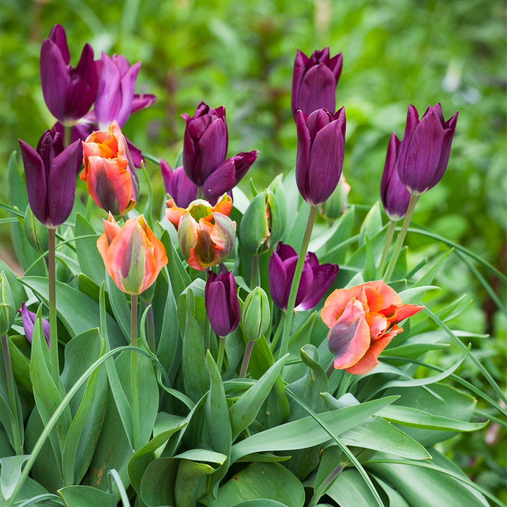 Bulbi Lalele Artist 7 buc