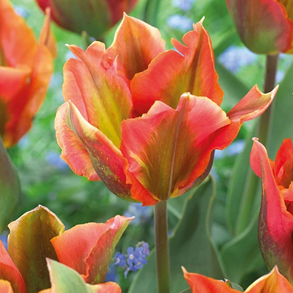 Bulbi Lalele Artist 7 buc