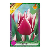 Thumbnail for Bulbi Lalele Claudia 6 buc