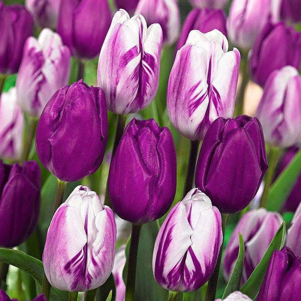 Bulbi Lalele Duo Purple Flames 6 buc