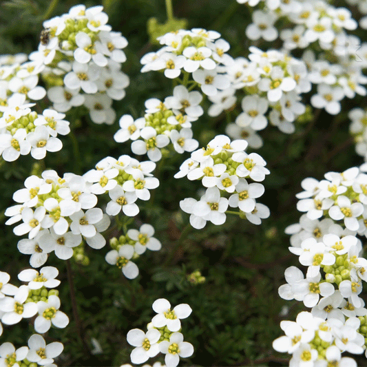 Seminte flori Lobularia (Lobularia maritima) alba 1g