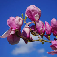 Thumbnail for Magnolia Betty