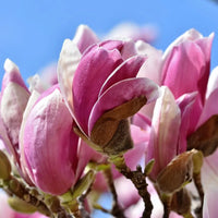 Thumbnail for Magnolia Galaxy