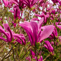 Thumbnail for Magnolia Susan