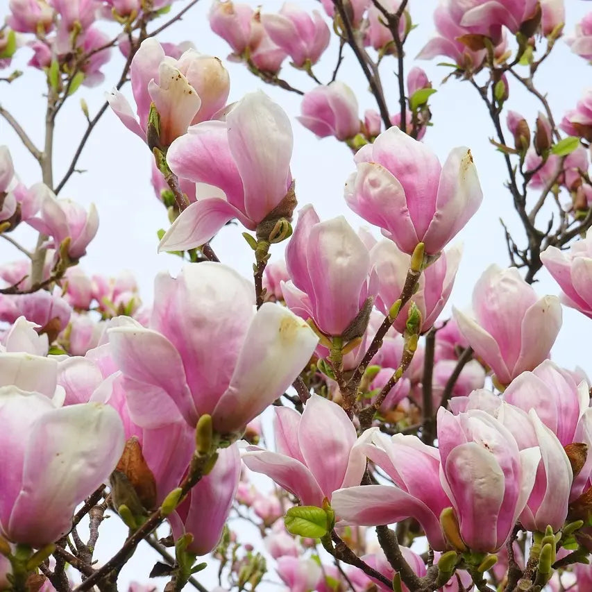 Magnolia x Soulangeana
