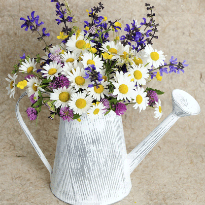 Seminte flori Margarete (Leucanthemum maximum) albe 0.25g