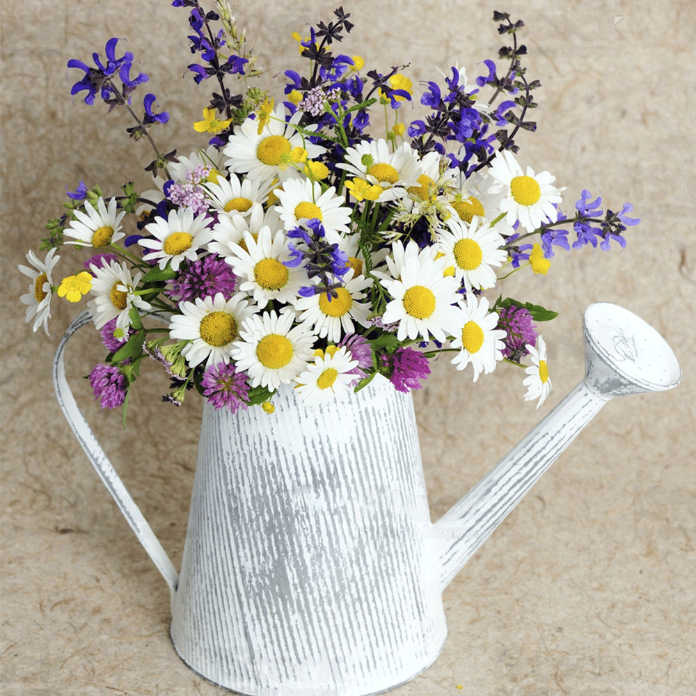 Seminte flori Margarete (Leucanthemum maximum) albe 0.25g