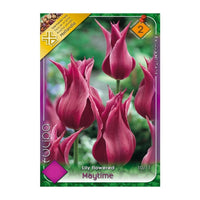 Thumbnail for Bulbi Lalele Maytime 6 buc