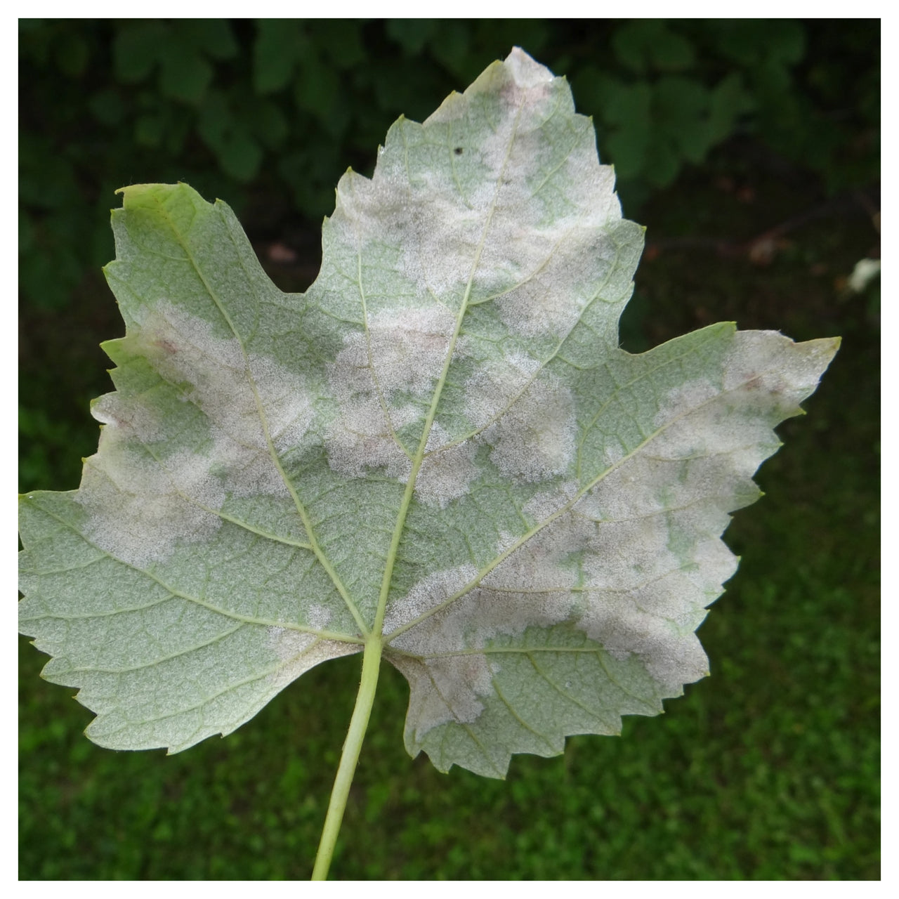 Fungicid Melody Compact 49WG (20g, 200g)