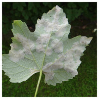 Thumbnail for Fungicid Melody Compact 49WG (20g, 200g)