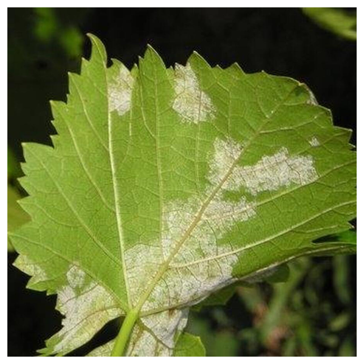 Fungicid Mikal Flash (30g, 300g)