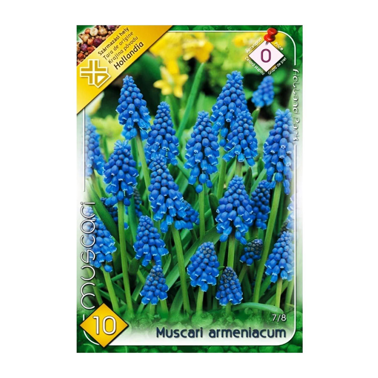Bulbi Muscari Armeniacum 10 buc