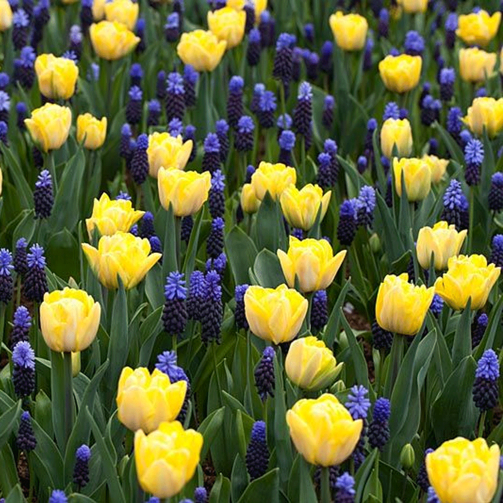 Bulbi Muscari latifolium 10 buc