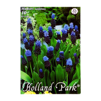 Thumbnail for Bulbi Muscari latifolium 10 buc