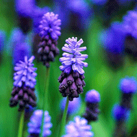 Thumbnail for Bulbi Muscari latifolium 10 buc