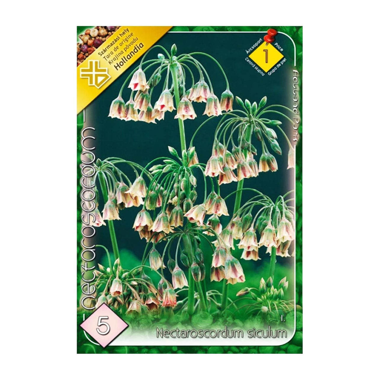 Bulbi Nectaroscordum siculum 5 buc