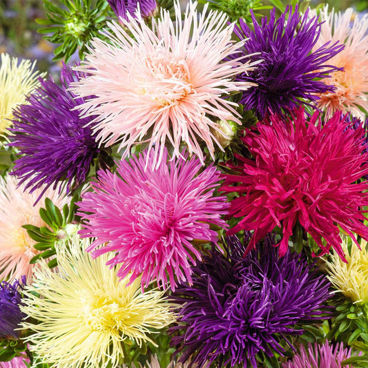 Seminte flori Ochiul Boului Strahlen (Callistephus Chinensis) mix 1g