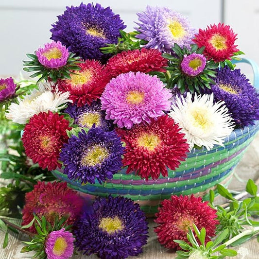 Seminte flori Ochiul Boului Princess (Callistephus Chinensis) mix 1g