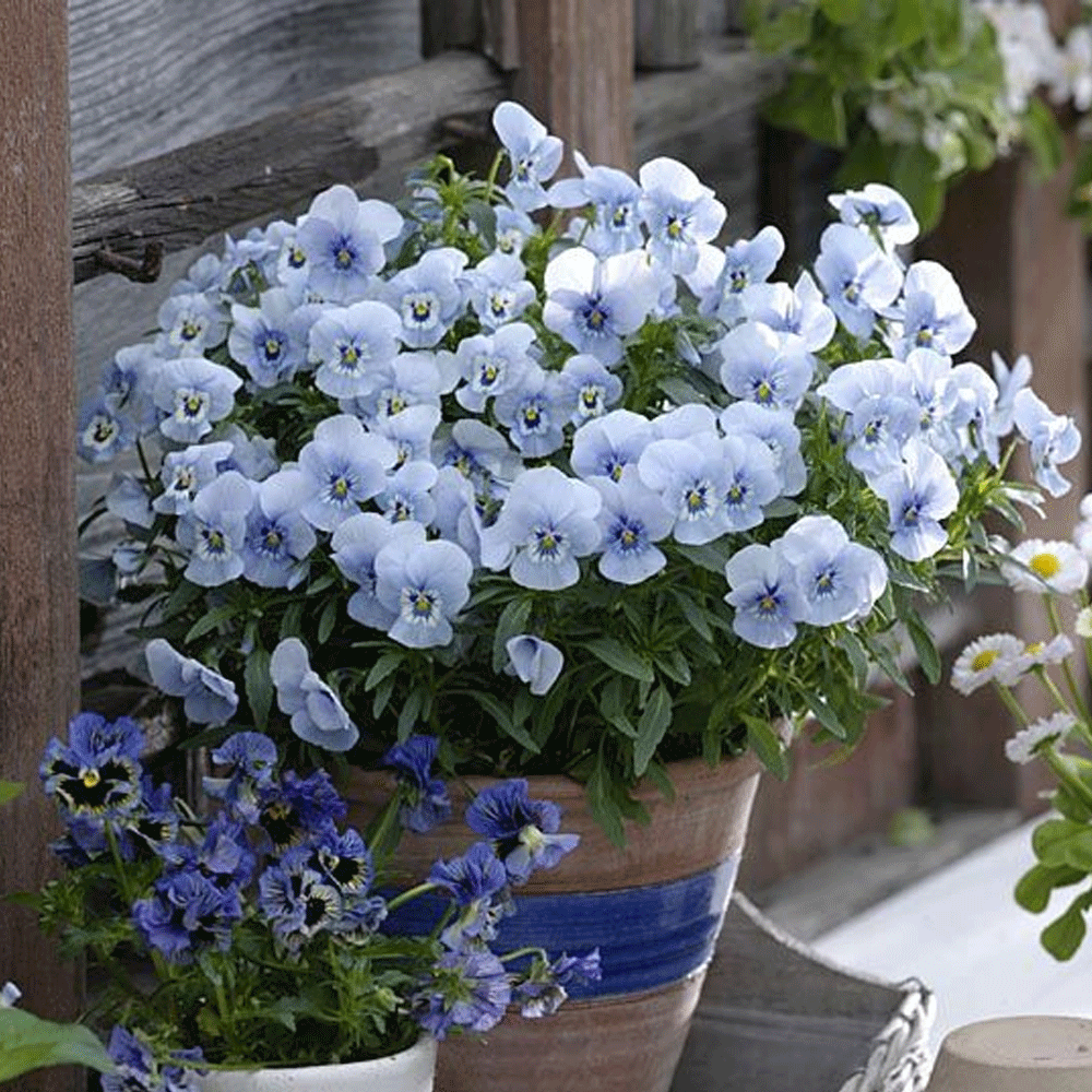 Seminte flori Panselute (Viola wittrockiana) albastru deschis 0.25g