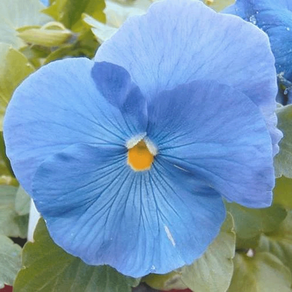 Seminte flori Panselute (Viola wittrockiana) albastru deschis 0.25g