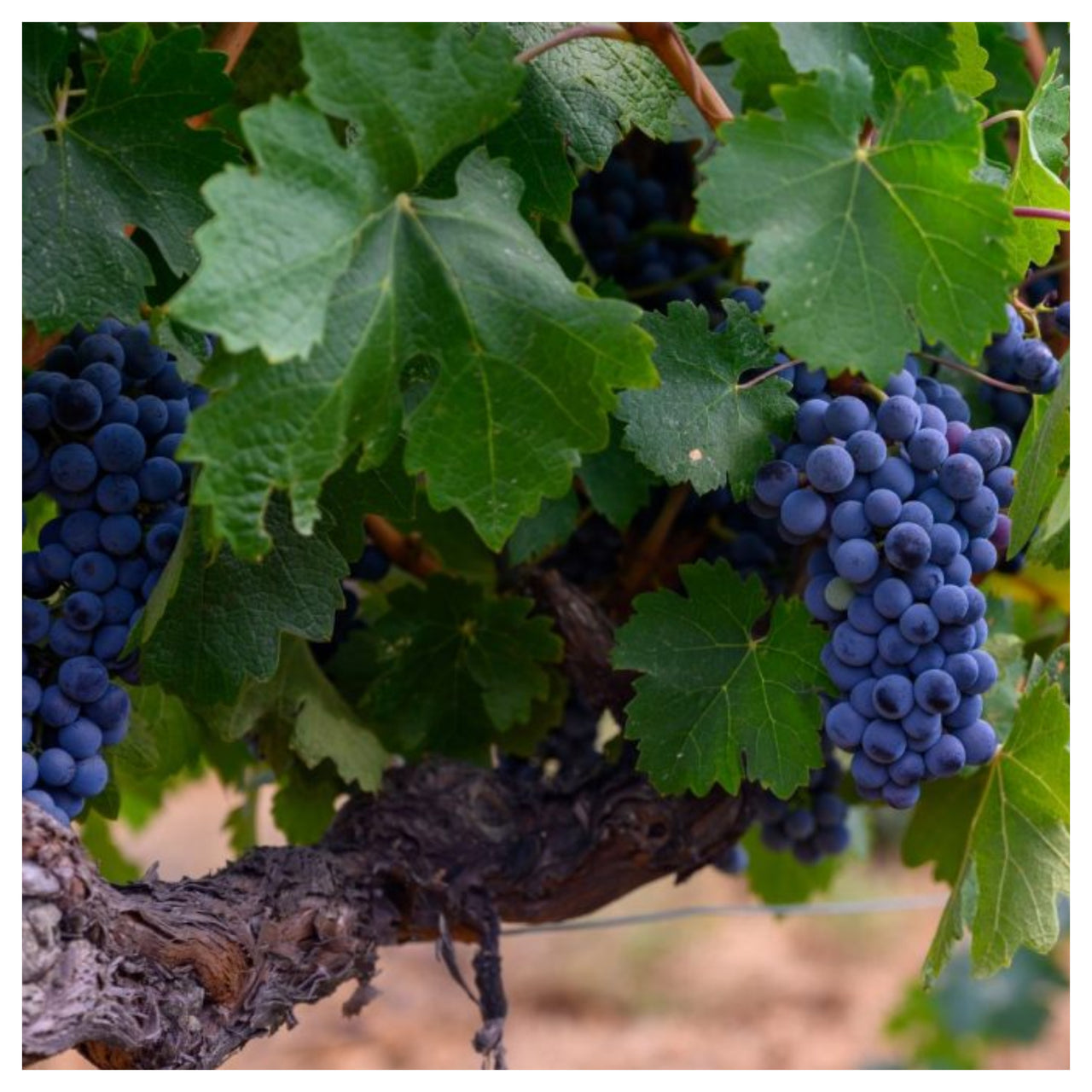 Fungicid Pergado F (25g, 250g)