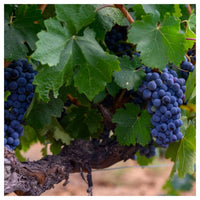 Thumbnail for Fungicid Pergado F (25g, 250g)