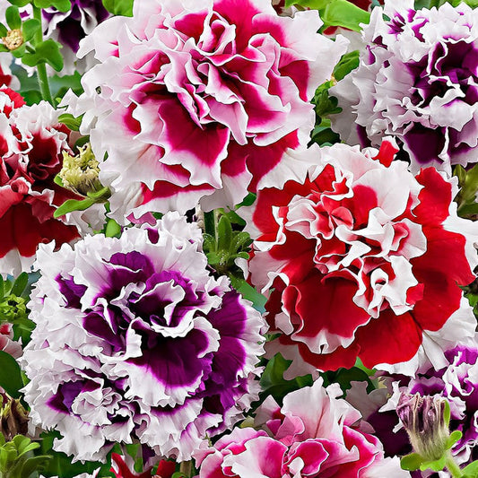 Seminte Petunia curgatoare x hybrida Pendula F2 mix 0.01g