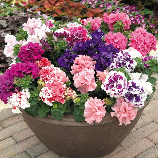Seminte Petunia curgatoare x hybrida Pendula F2 mix 0.01g