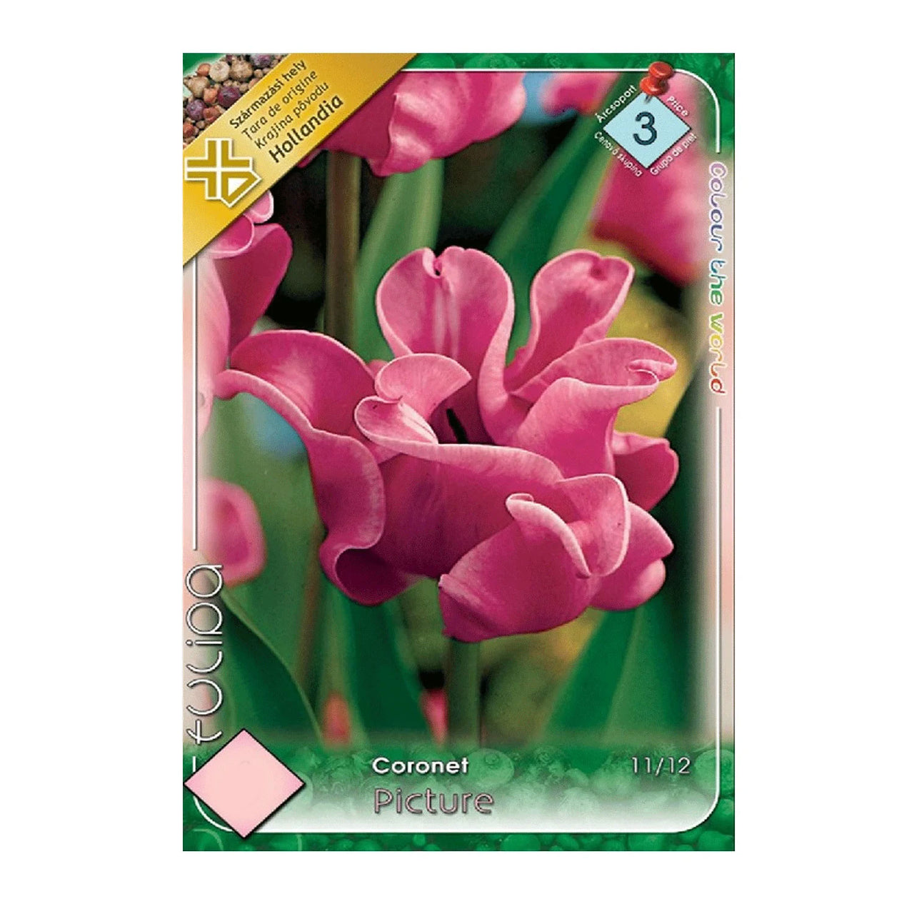 Bulbi Lalele Picture 5 buc