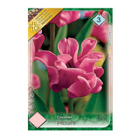 Thumbnail for Bulbi Lalele Picture 5 buc