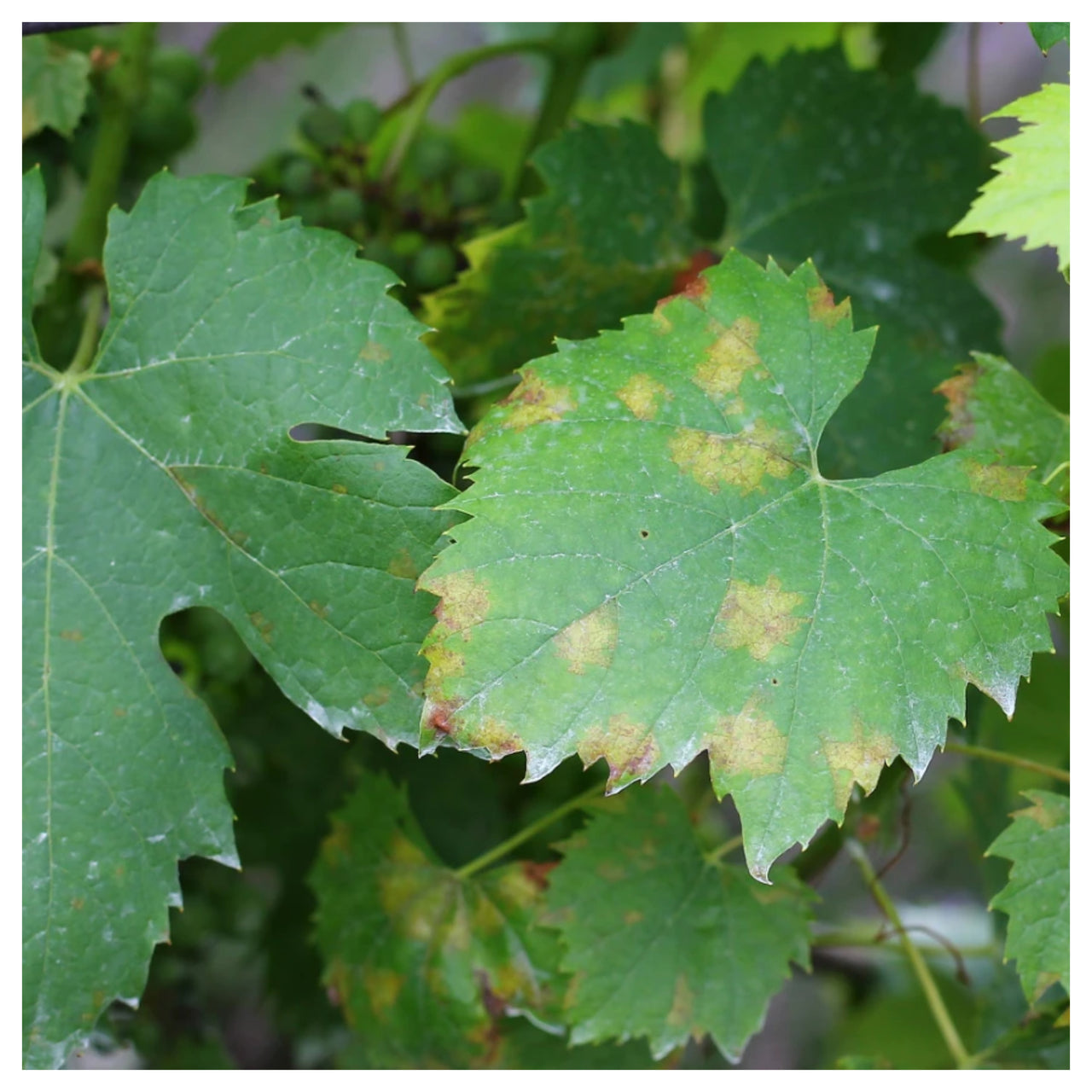 Fungicid Profiler 71,1 WG (25g, 250g, 6kg)