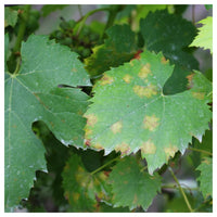 Thumbnail for Fungicid Profiler 71,1 WG (25g, 250g, 6kg)