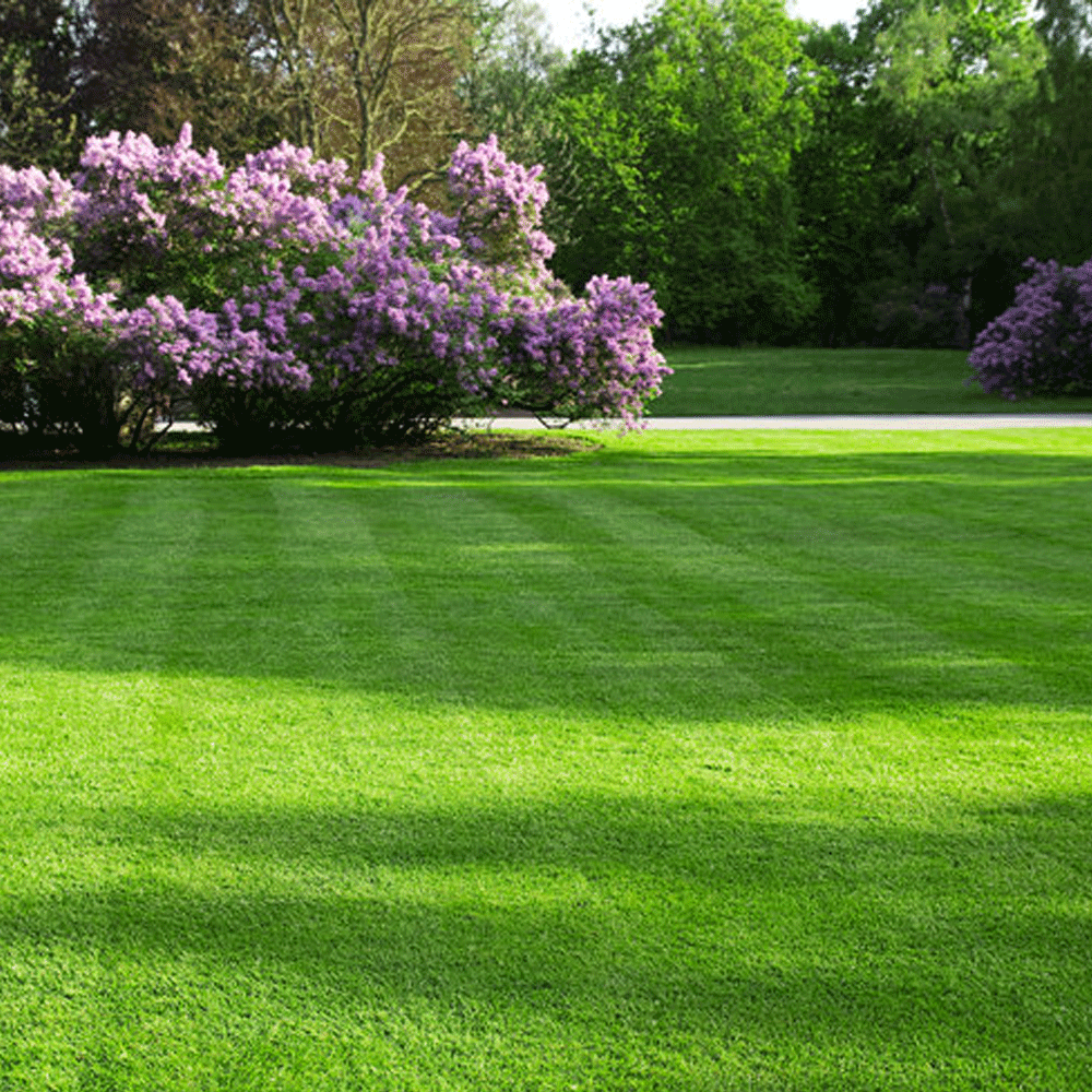 Seminte de gazon Landscaper Pro Rapid (5 kg, 10 kg)