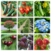 Thumbnail for Biostimulator de inradacinare Razormin (250ml, 500ml, 1L)