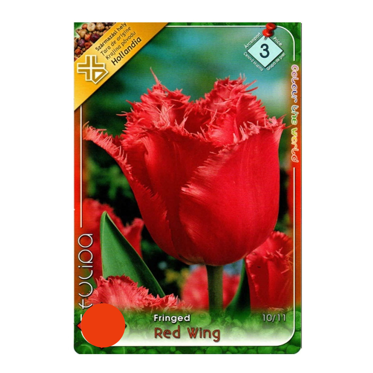 Bulbi Lalele Red Wing 8 buc