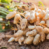 Thumbnail for Seminte Alune de pamant, arahide 100g