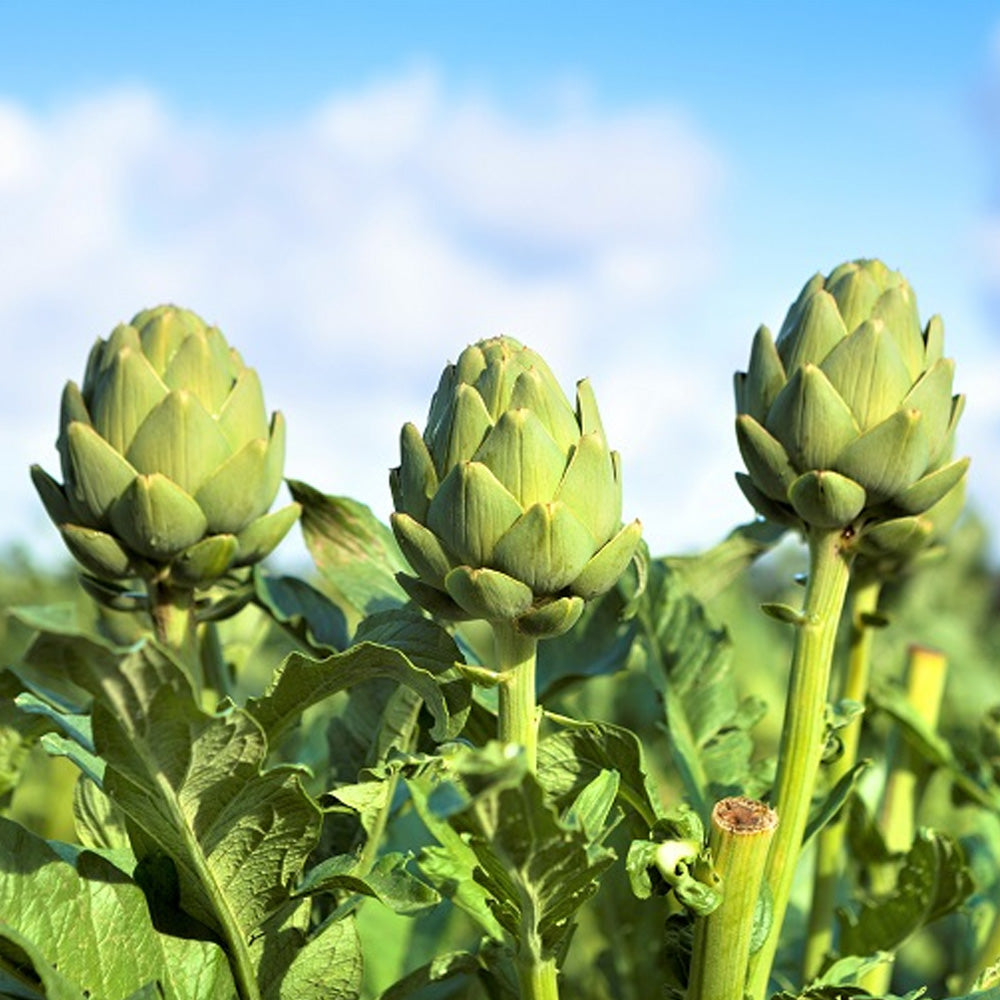 Seminte Anghinare Green Globe 1g