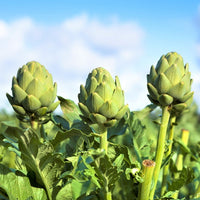 Thumbnail for Seminte Anghinare Green Globe 1g