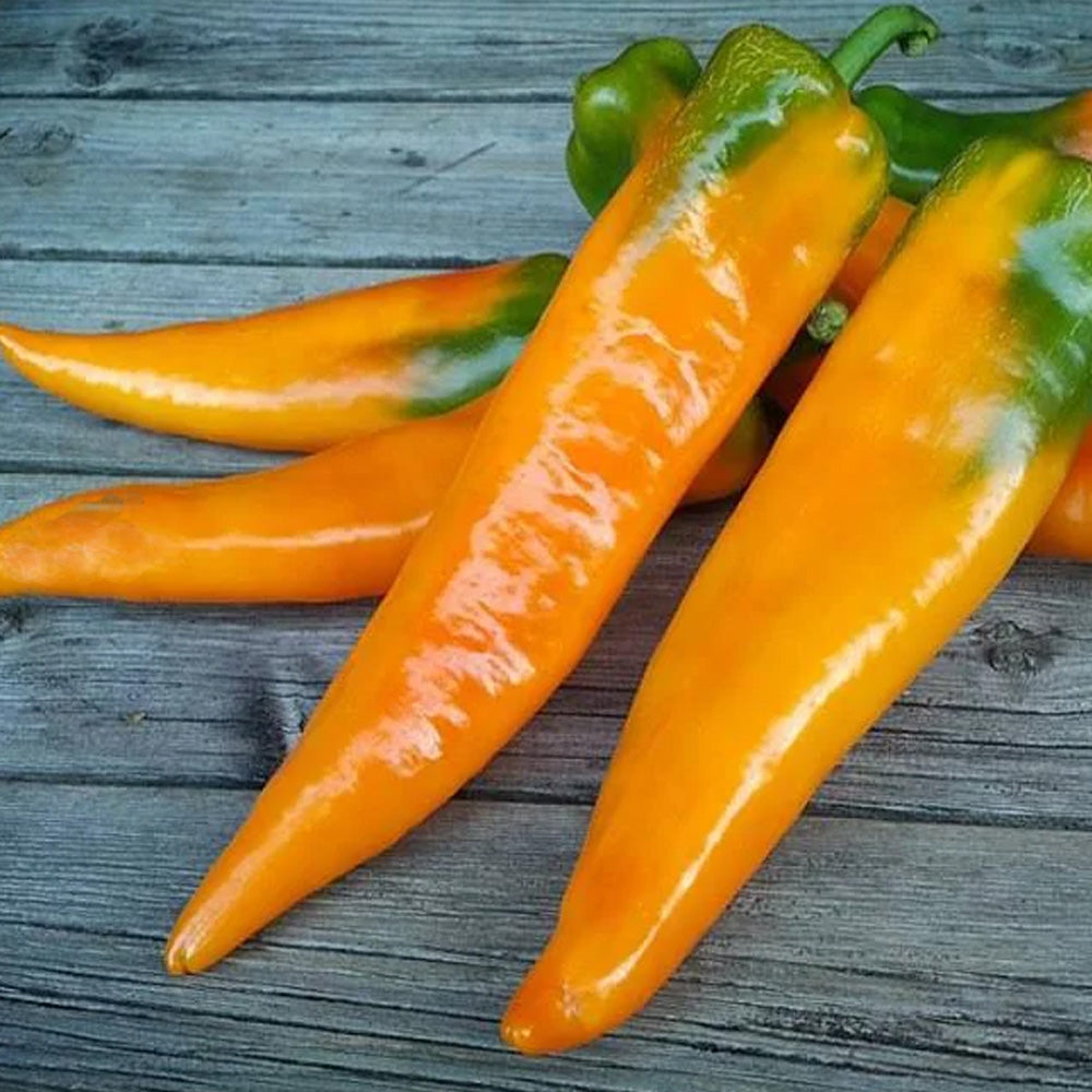 Seminte Ardei lung Corno di Toro Giallo 0.5g