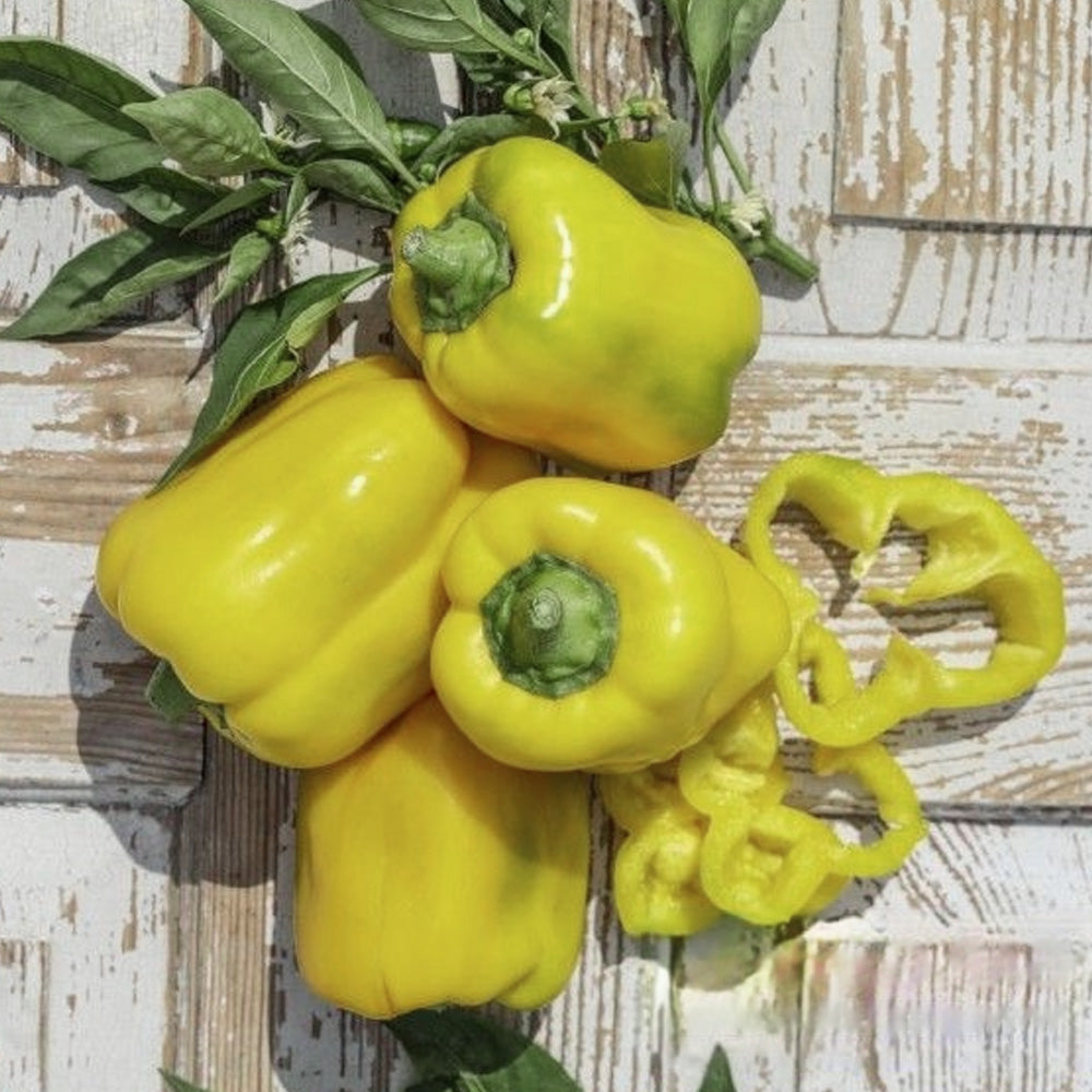 Seminte Ardei Gras Daciana F1 (20sem, 100sem)